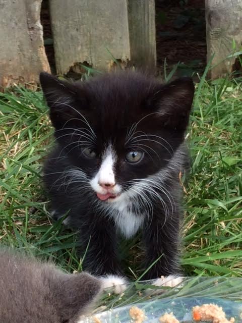 FreyasCatRescue's tweet photo. Please help feed a stray, save a life. Support our Sanctuary in rural Kentucky where cats have a home for life https://t.co/ieXsXPB1WK #cat #nonprofitorganization #charity #donate #givingback #rescue #FreyaCat https://t.co/Daffc5sEbu
