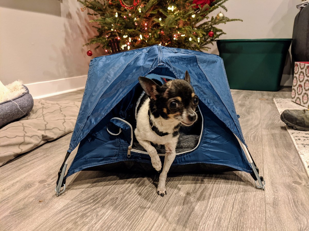 indseyNoel's tweet photo. Hey @REI tell Tiny Tents I have their next model, Pickles.

#Americasnextdogmodel #tinytent #camping #DogsofTwittter https://t.co/NUm4x9KUwt