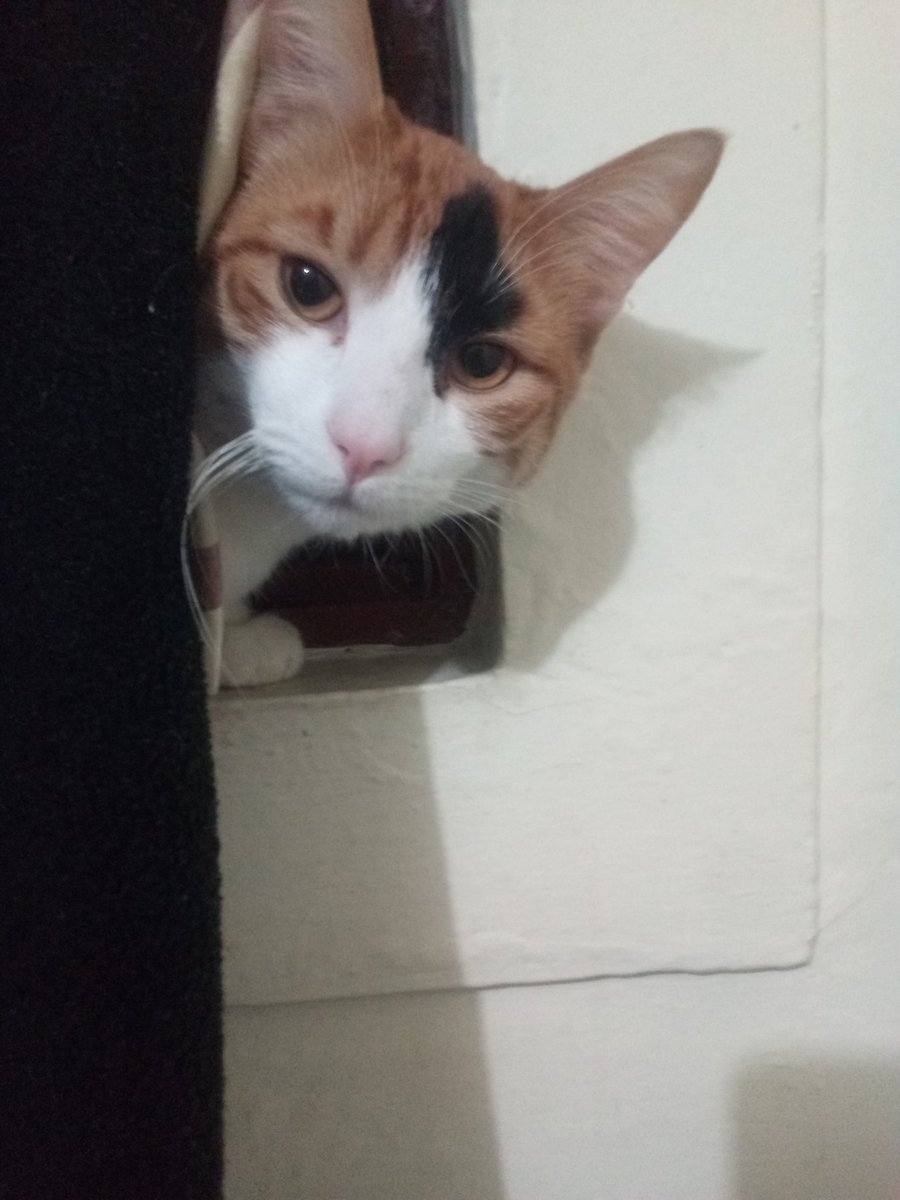 Leonamine8's tweet photo. @SILVESTRE_M_C Uno de 2 asomado en la ventana 😍 https://t.co/RGzOl0bicN