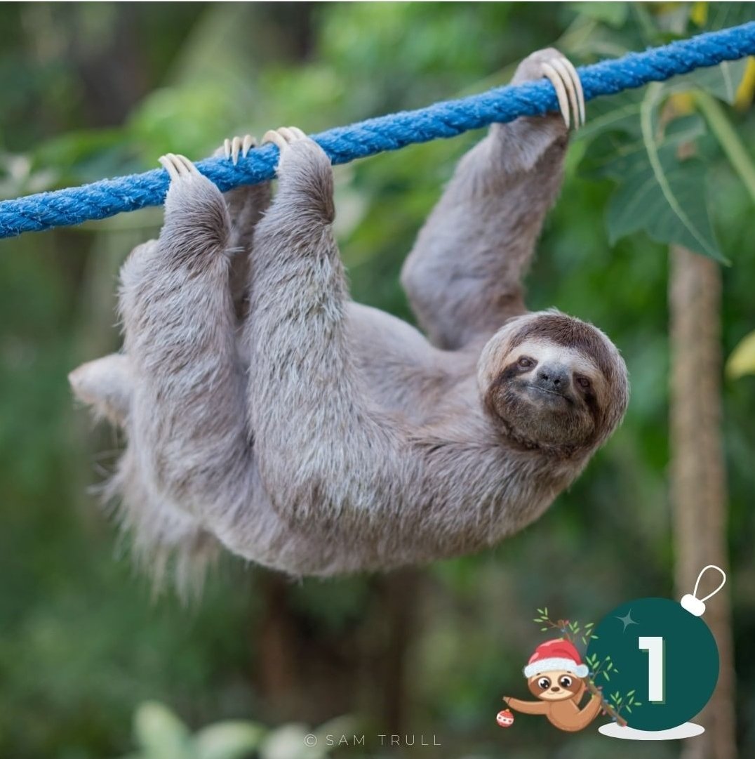 The Sloth Institute tweet media