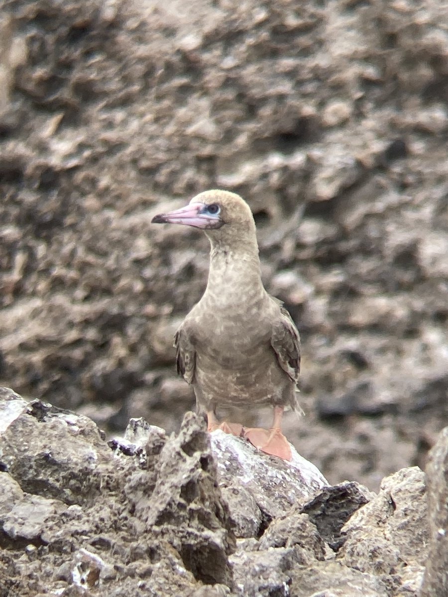 Lucy Mortlock tweet media