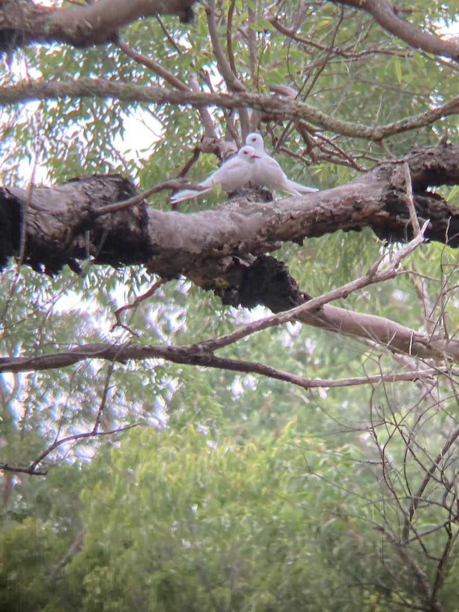 Lucy Mortlock tweet media