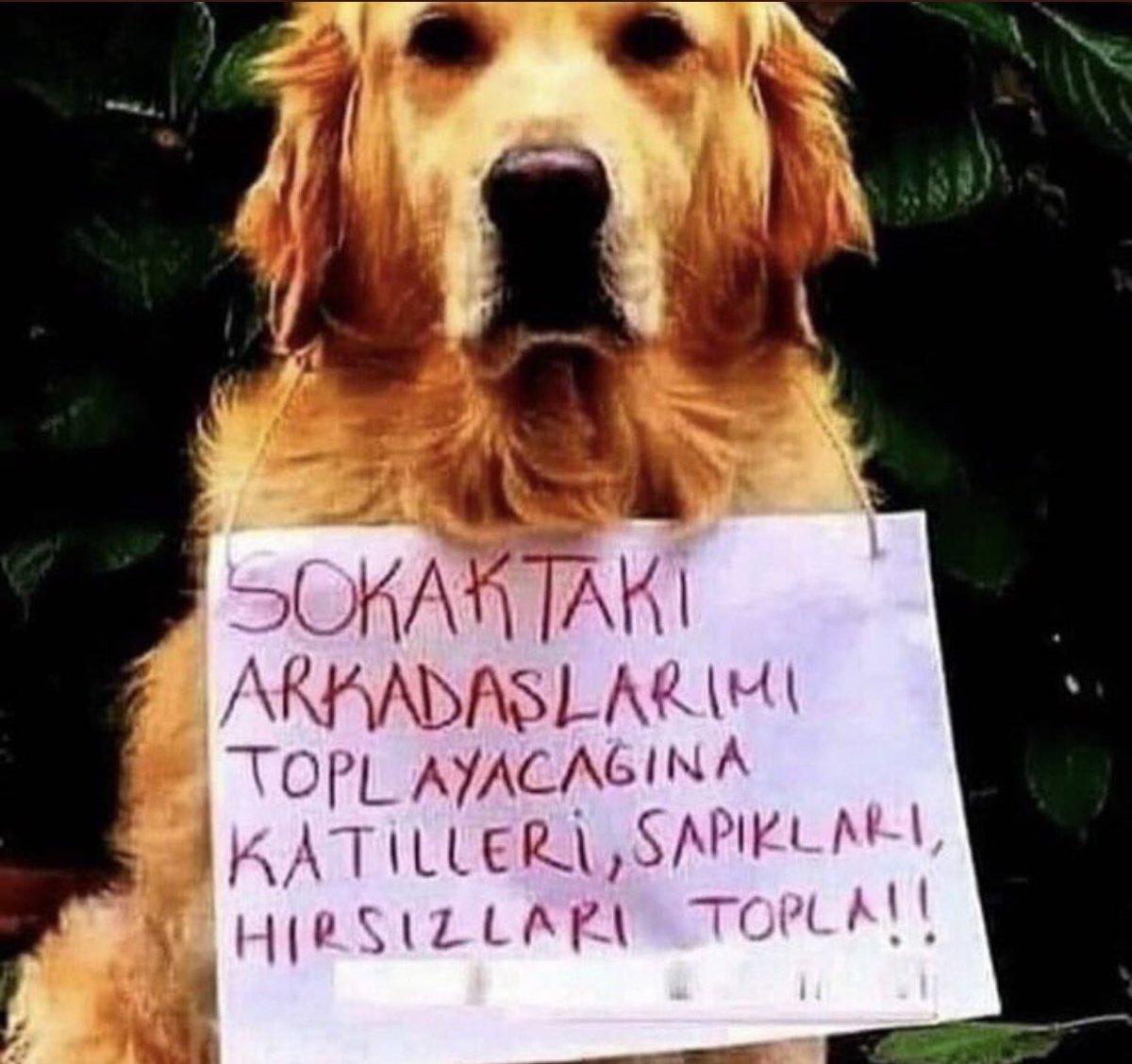 Melisa Şenkal Albayrak 𓃥 tweet media