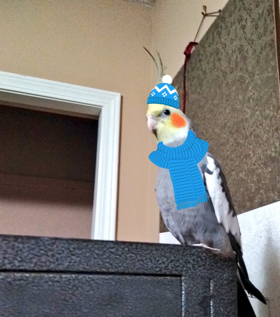 Milo& Blueberry|House of Weird chickens| tweet media