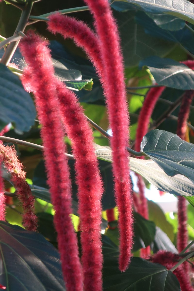 ParksJindai's tweet image. 【スタッフより（園芸係🌱）】
#ベニヒモノキ は、西インド諸島原産のエノキグサ属（#Acalypha）の低木。花弁のない小さな花が集まった花序が、ときには50㎝にもなって垂れ下がります。鉢花として出回っている #キャットテール も同属です（こちらは草本）。