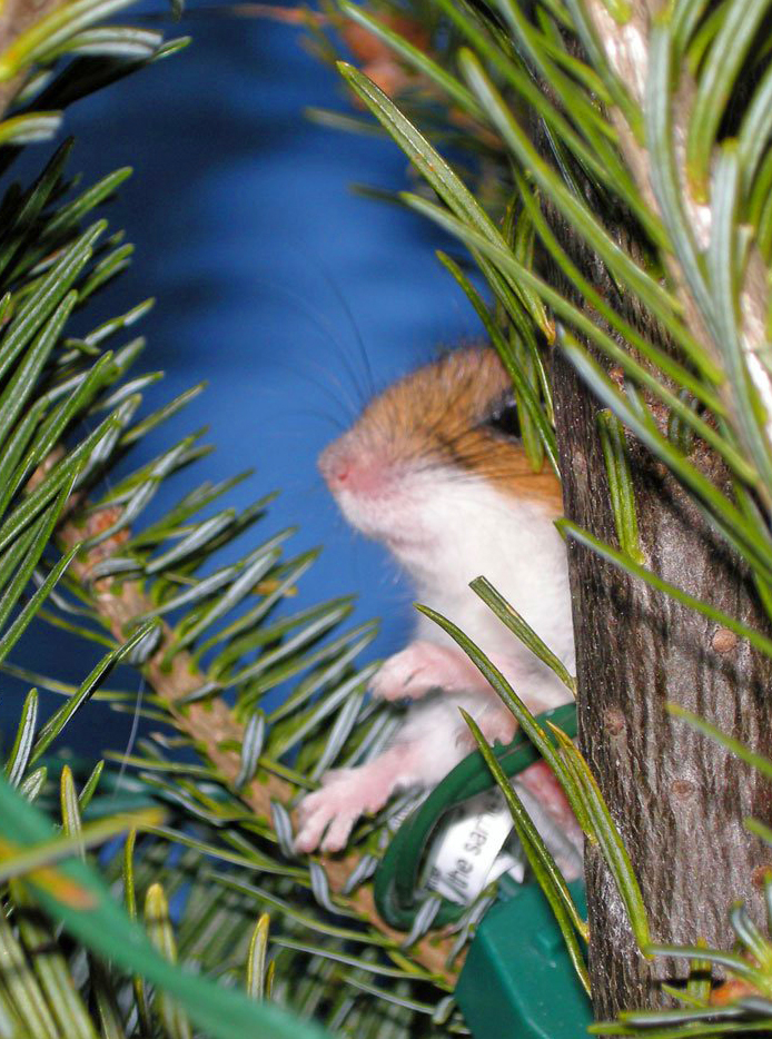 LorenzoTheCat's tweet photo. A Christmas Miracle---my friend Larry found a live mouse in his Christmas tree! https://t.co/AEyujzZ9sg