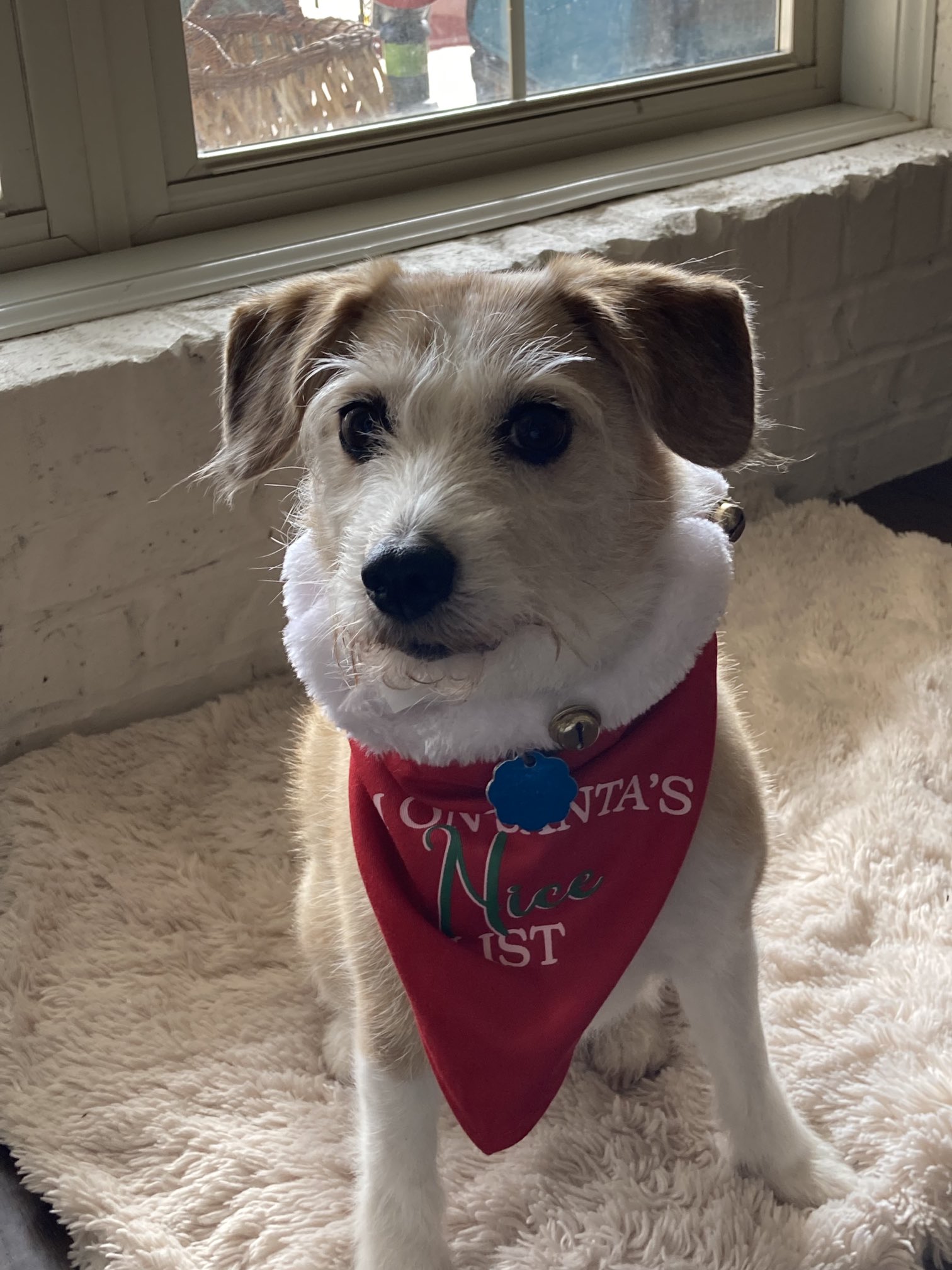 Happy 10th bday, Lucy Liu! Our fave holy terrier! 