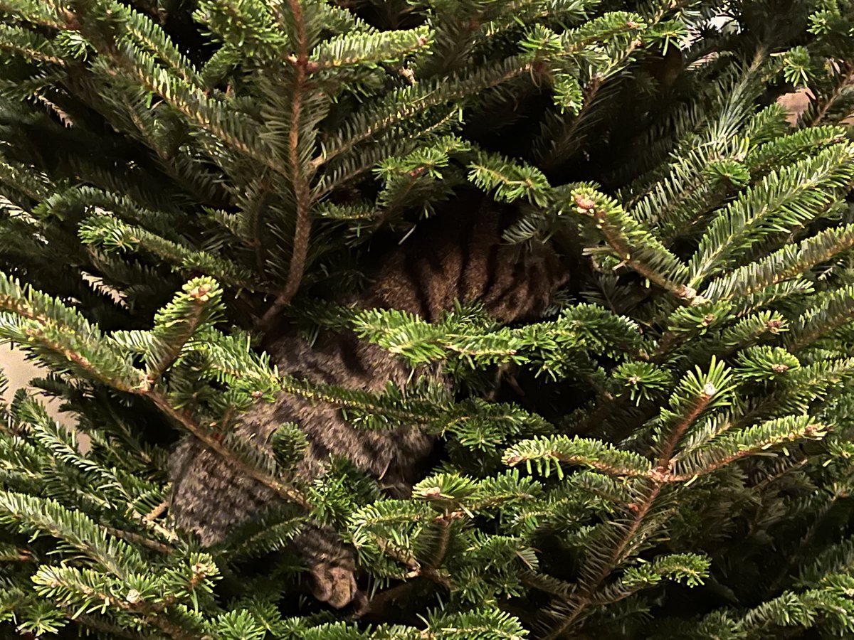 cliffschecter's tweet photo. Part Xmas Tree/Part Stevie #FindTheKitty https://t.co/FUeFeQ98j5