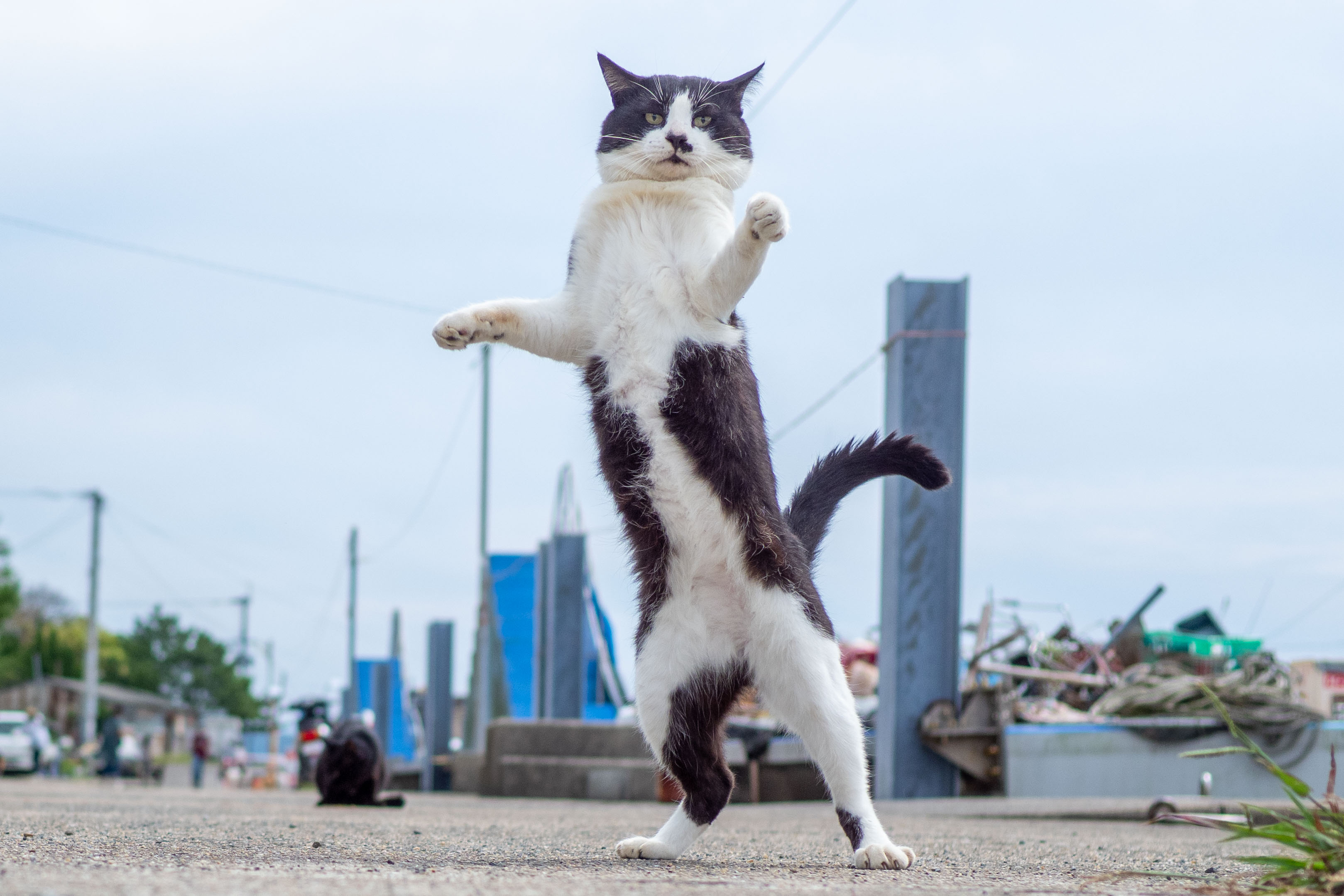 久方 広之 のら猫拳 ポーズの面白さには絶対的な自信がありますが 表情も完全な顔芸でめちゃめちゃ面白いのでそのあたりも楽しんで頂ければ T Co Lgfz3v7hjj Twitter