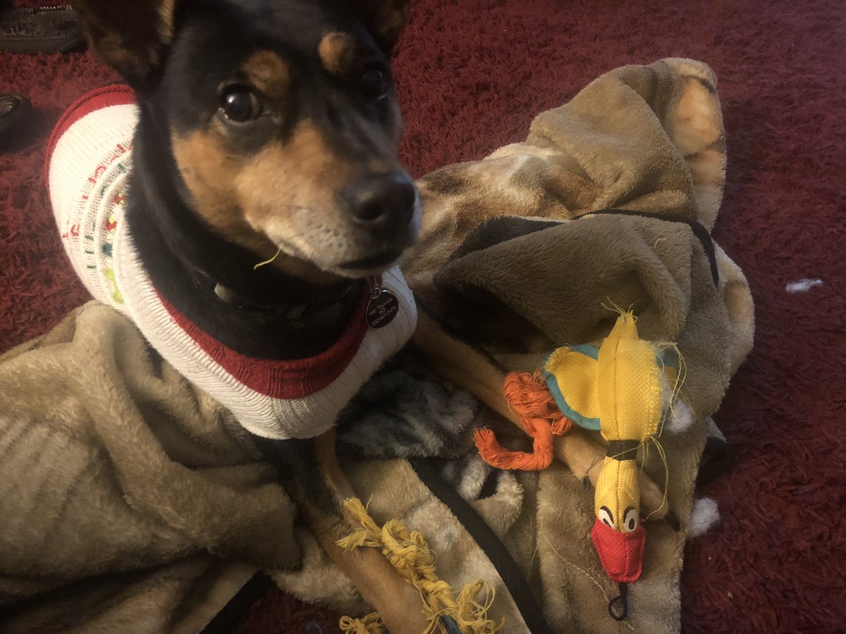 calboone's tweet photo. Lol rip toy number 1 and 2. This duck had a rope and was all nice and stitched up.  It’s not about how it is garbage now, but it’s how much fun she had with it when she played.  I still love her and I’m not mad. #dogchristmas #dogtoy #dogpresent #happiness https://t.co/D0o9sNuzOI
