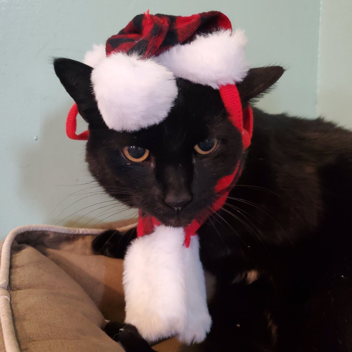 PortSideNY's tweet photo. It's a Christmas #caturday!
#Shipcat Chiclet has let it be known that good is playing string or hide and seek.
Bad is costumes.
Life on the #MaryWhalen! #redhook #Brooklyn #nyc #historicship #shipcatChiclet https://t.co/syTv1EmhZt