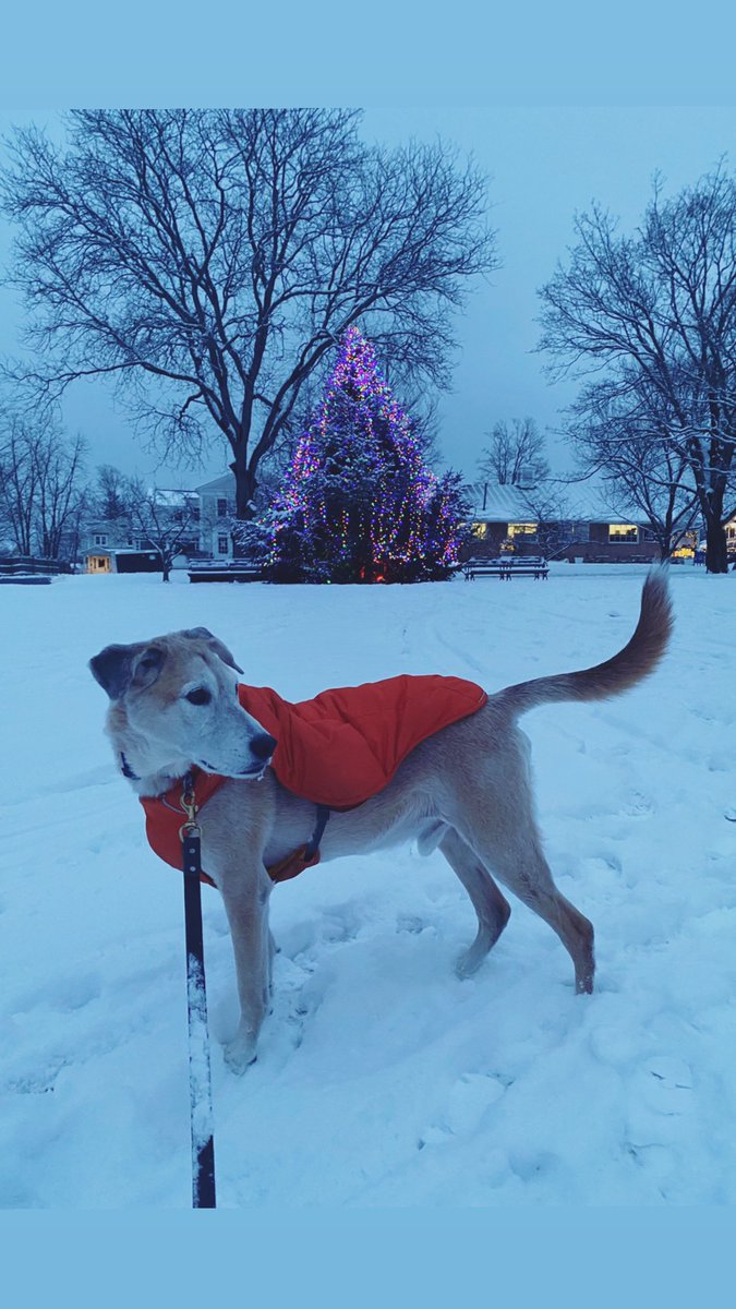 this guy right here ⬇️