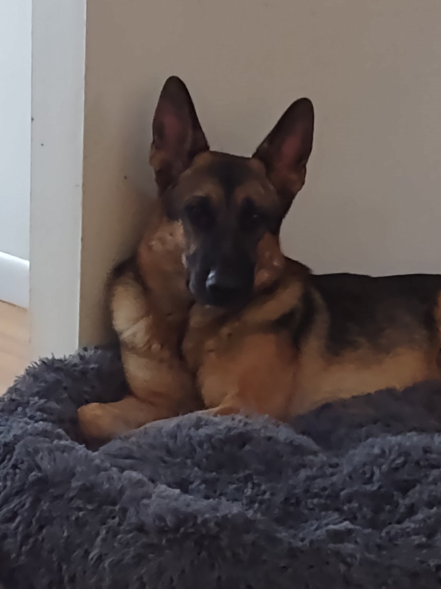 Footballallyear's tweet photo. @LorraineChef @MitchMossRadio Rocky! https://t.co/7zVCfZFoIr