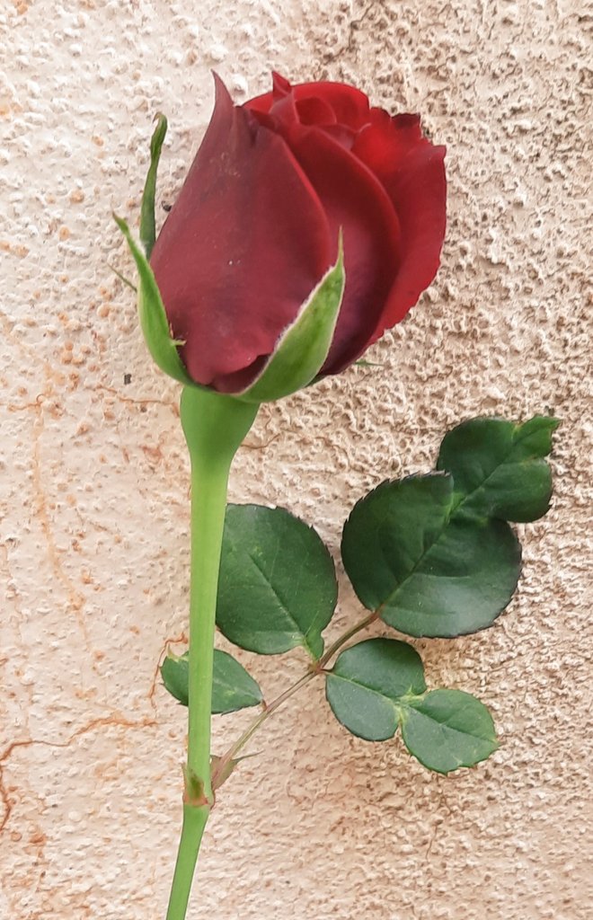 what is it but a dream?
the blooming as well, 
at its own pace
embracing 
that comes 
waiting to unfold
monitoring herself
nature takes her decisions.......