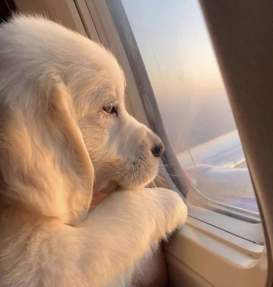 海外出張に行けない。

ブラジルにも、パナマにも、コスタリカにも行かねばならぬのに。。