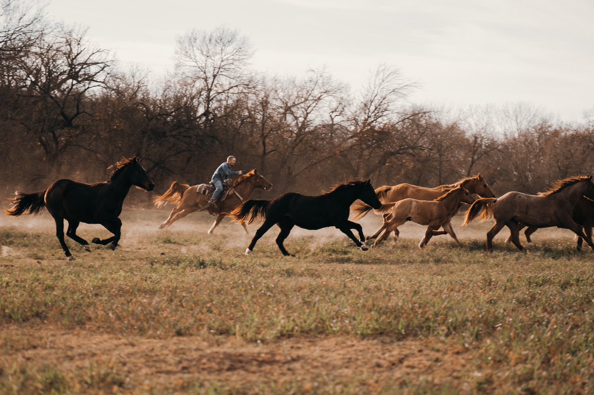 blaine_bow's tweet photo. Coming soon to a boot barn commercial near you 

Shot by me for my good buddy @brookskenman10 at Jubilee Farms https://t.co/hr2M5d6hT3