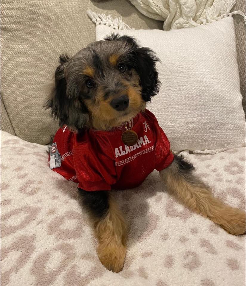 tkoperry's tweet image. Rocket 🚀 is loving watching the @WKCDOGS 
#bestathomecontest #wkcdogshow