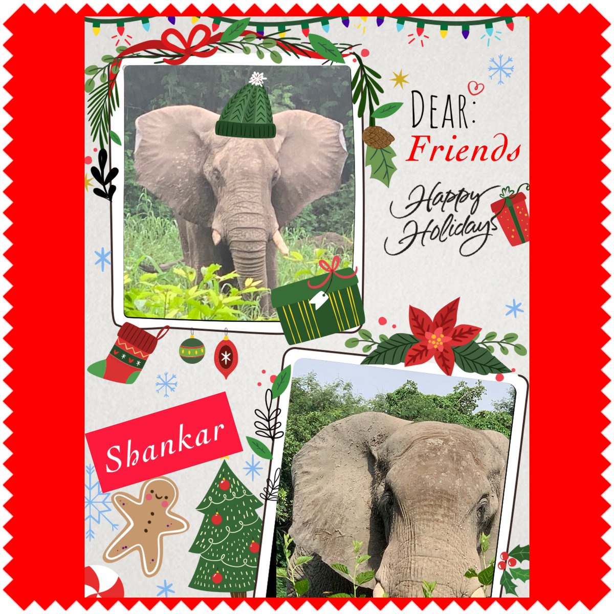 youthforanimals's tweet photo. #Christmas #Christmas2021 

Shankar ⛓🐘⛓ in Delhi Zoo requests his human friends to sign petitions for the rescue and rehab of his captive ele friends in zoos around the world #FriendsofShankar #christmaswishes 

Here is the combined list of petitions 
https://t.co/WoEhDKAMZU https://t.co/yMMe3cUlko