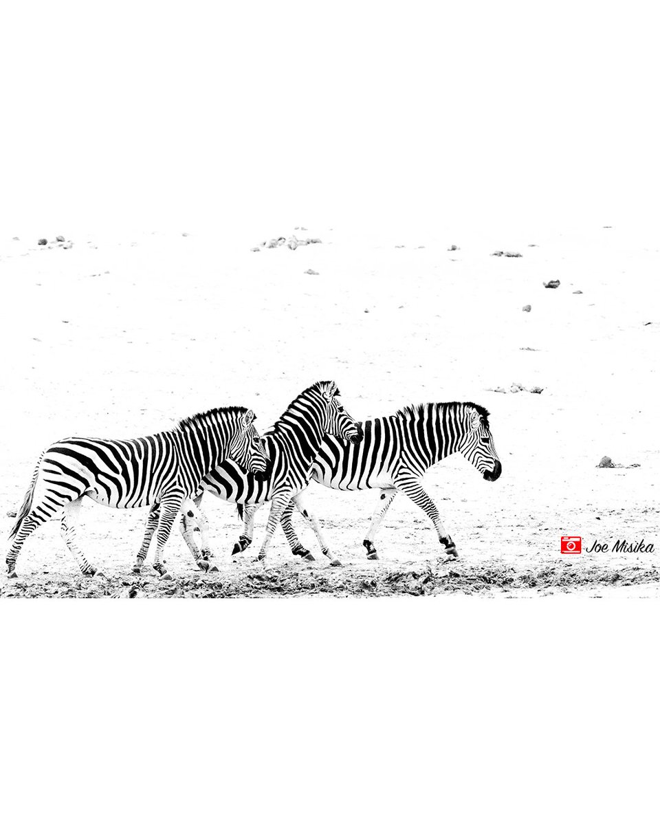 joemisika's tweet photo. In formation

Did you know? The Zebra is Botswana's national animal. It is considered to be neutral in so far as tribal symbols go. 

Botswana national football national team is nicknamed Dipitse(The Zebras).

#zebra #nationalanimal #botswana #dipitse #BWsFinest https://t.co/LinFUs8KoX