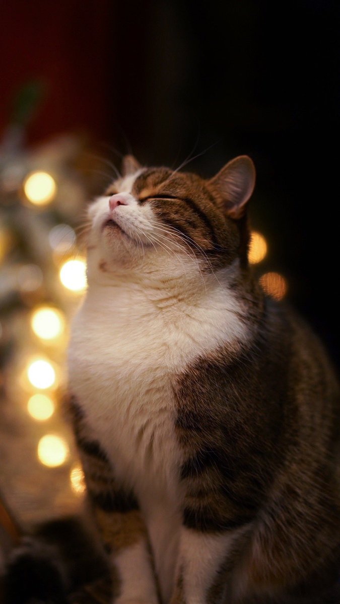 Believe me, all your wishes will come true in 2022🙏

#CatsofChristmas 
#CatsofTwittter 
#Blessing