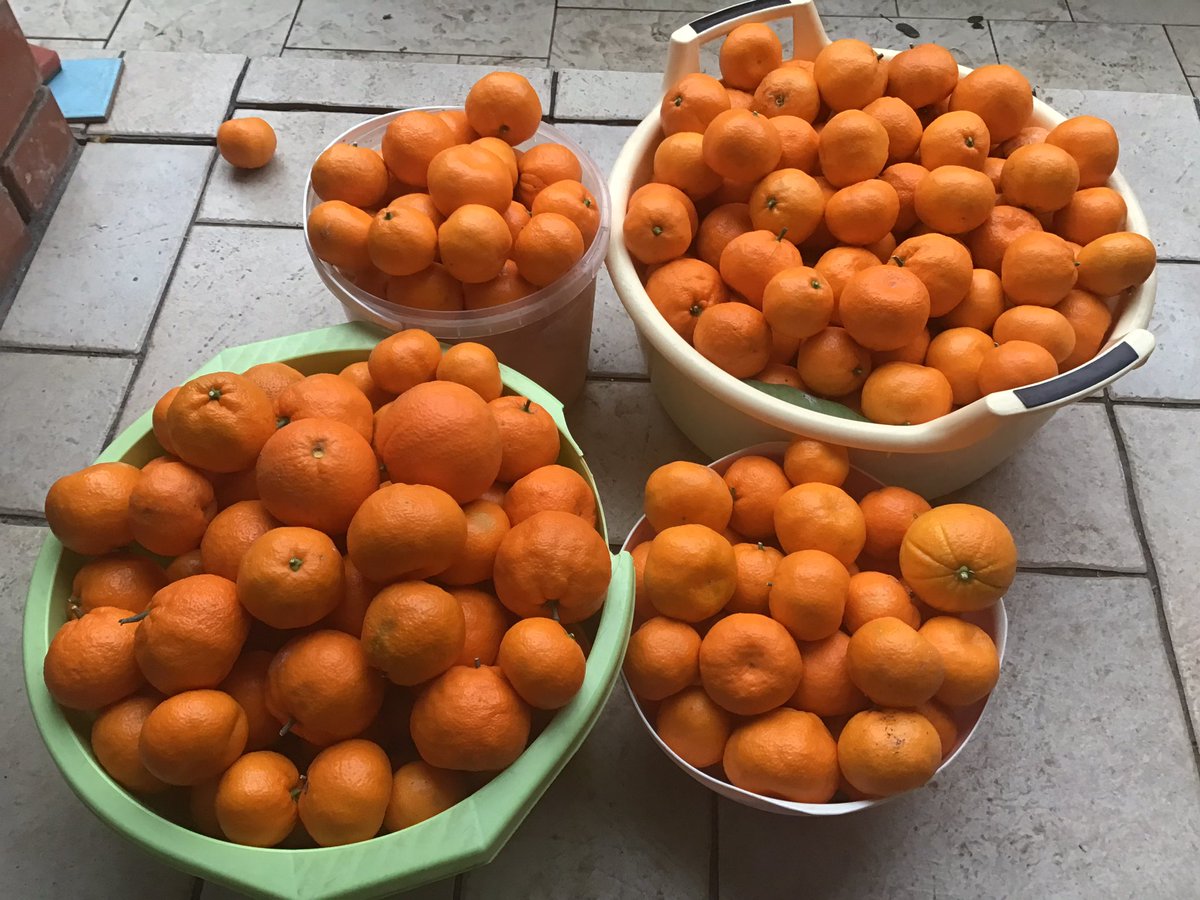 Мандарин вот вчера родне нарвали на Новый Год … с одного дерева … 😊🍊🍊