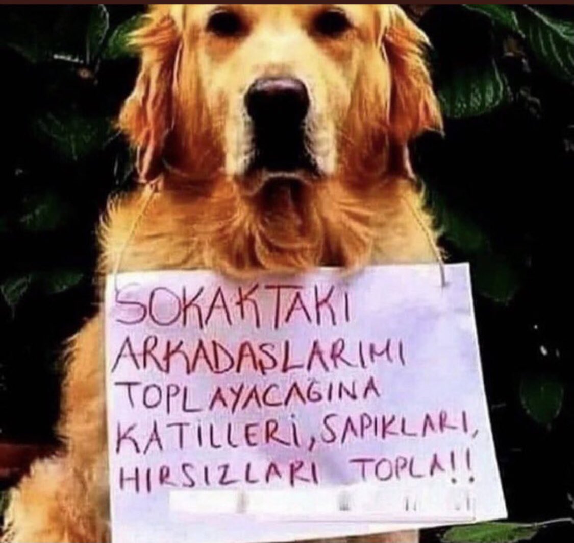 piinargenc's tweet photo. #SokakHayvanlarıSahipsizDeğil https://t.co/zAMoEoyUyq