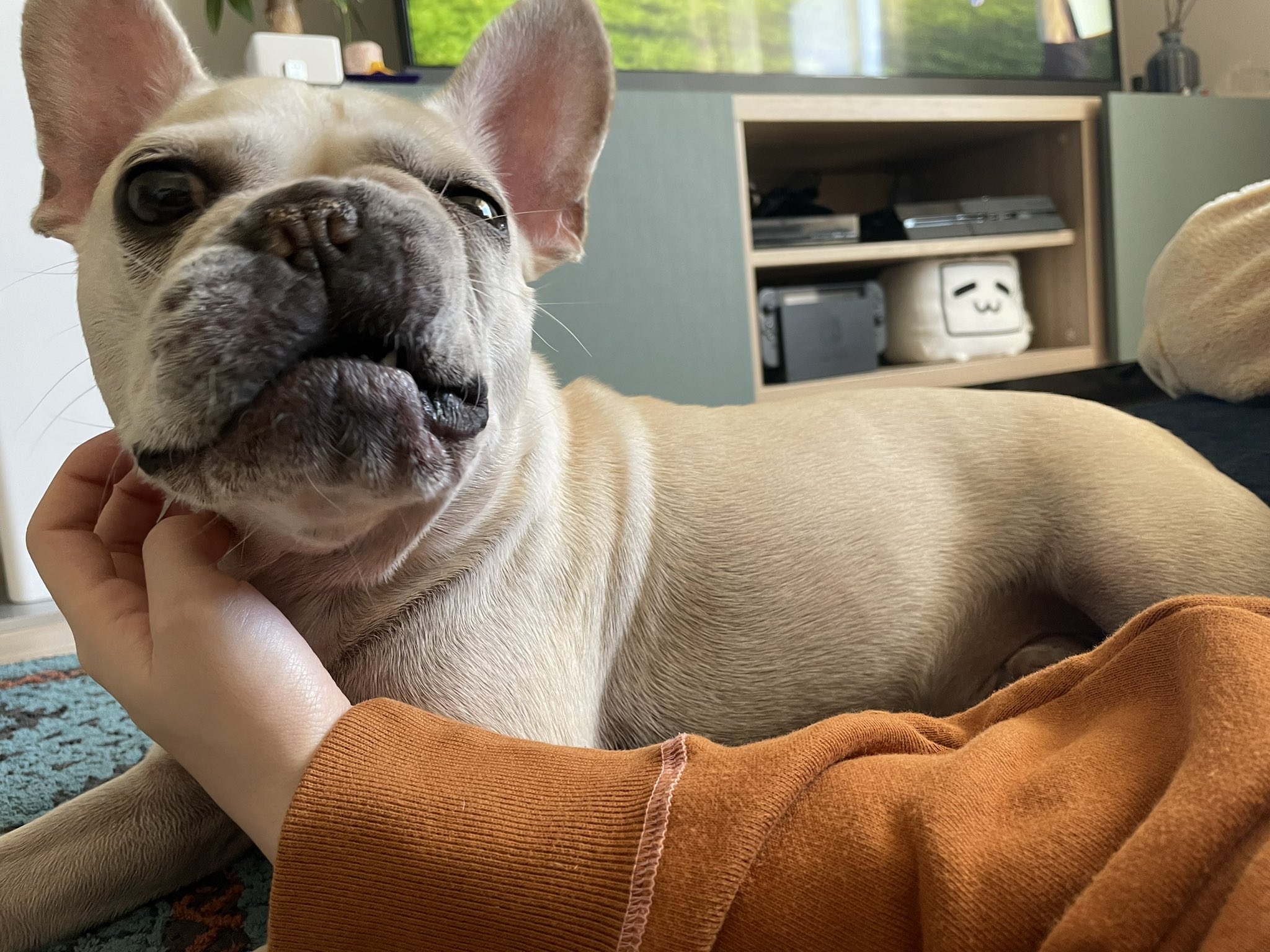 ルーク（犬） (i_am_luke_dog) / Twitter