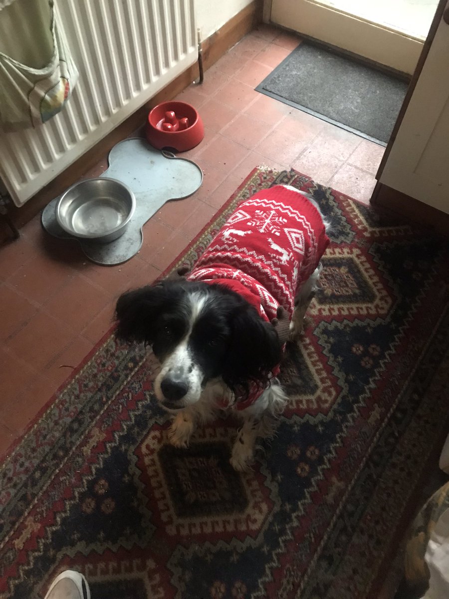 Dalesdweller's tweet photo. @ff7jadey Dogs are better than rings xx https://t.co/dGJ0XWcp3f