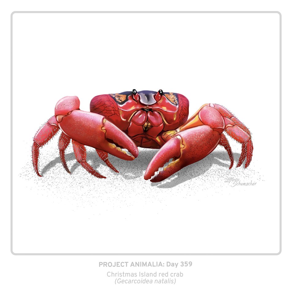 Uživatel Mesa Schumacher na Twitteru: „Merry Christmas! An excuse to draw  this festively-named forest crustacean! Project Animalia Day 359: Christmas  Island red crab (Gecarcoidea natalis) (Drawing a #sciart #illustration a  day in