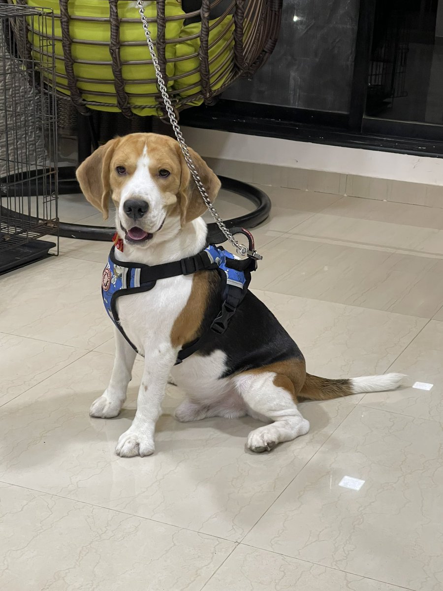 MaraliSimba's tweet photo. Hi there! 🐶

.
.
#beagle #beaglefacts #beagleboy #beaglesofinstagram #dog #pet #doglover #beaglemania #SimbaMarali #India https://t.co/qh6hHiVPnA