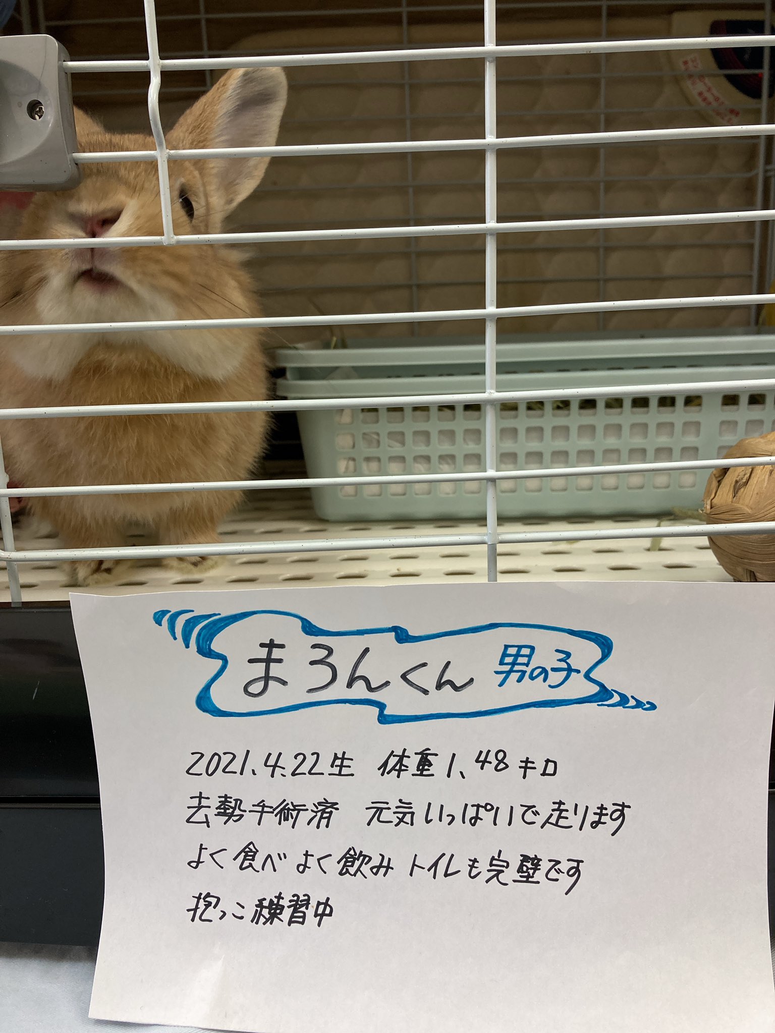 くろまる うさぎさんの譲渡会 みんなお揃いです だるまうさぎレスキュー 里親募集中 保護うさぎ 手作り雑貨と保護うさぎ T Co Z9tbygolik Twitter