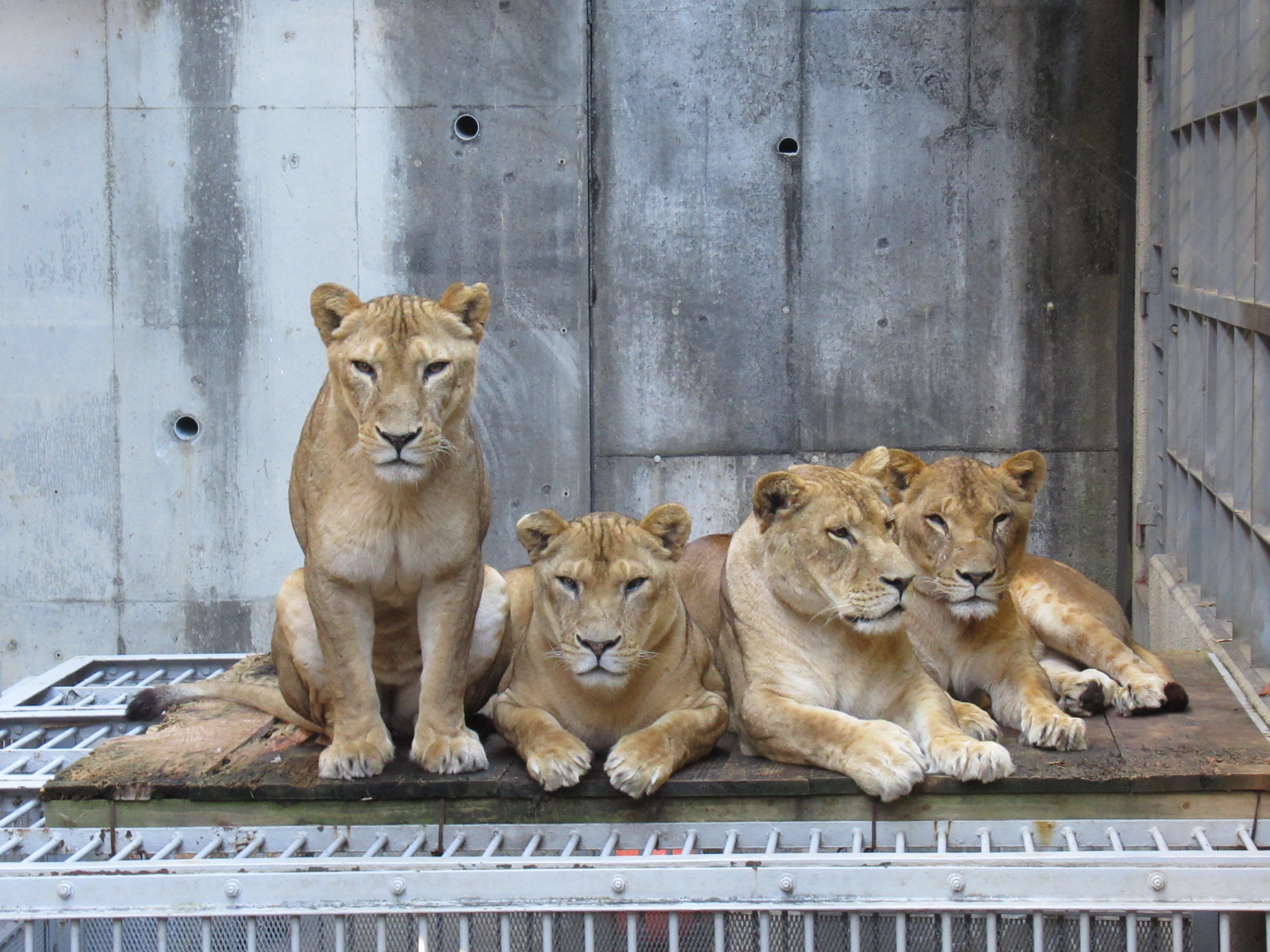 多摩動物公園 公式 今年は ライオンバス がリニューアルオープンした年でした 来園者の皆様にも喜んでいただき 私たちもうれしく思っています 新年も 皆様のご来園を楽しみにお待ちしています 新年が皆様にとって良い年になりますように ライオン