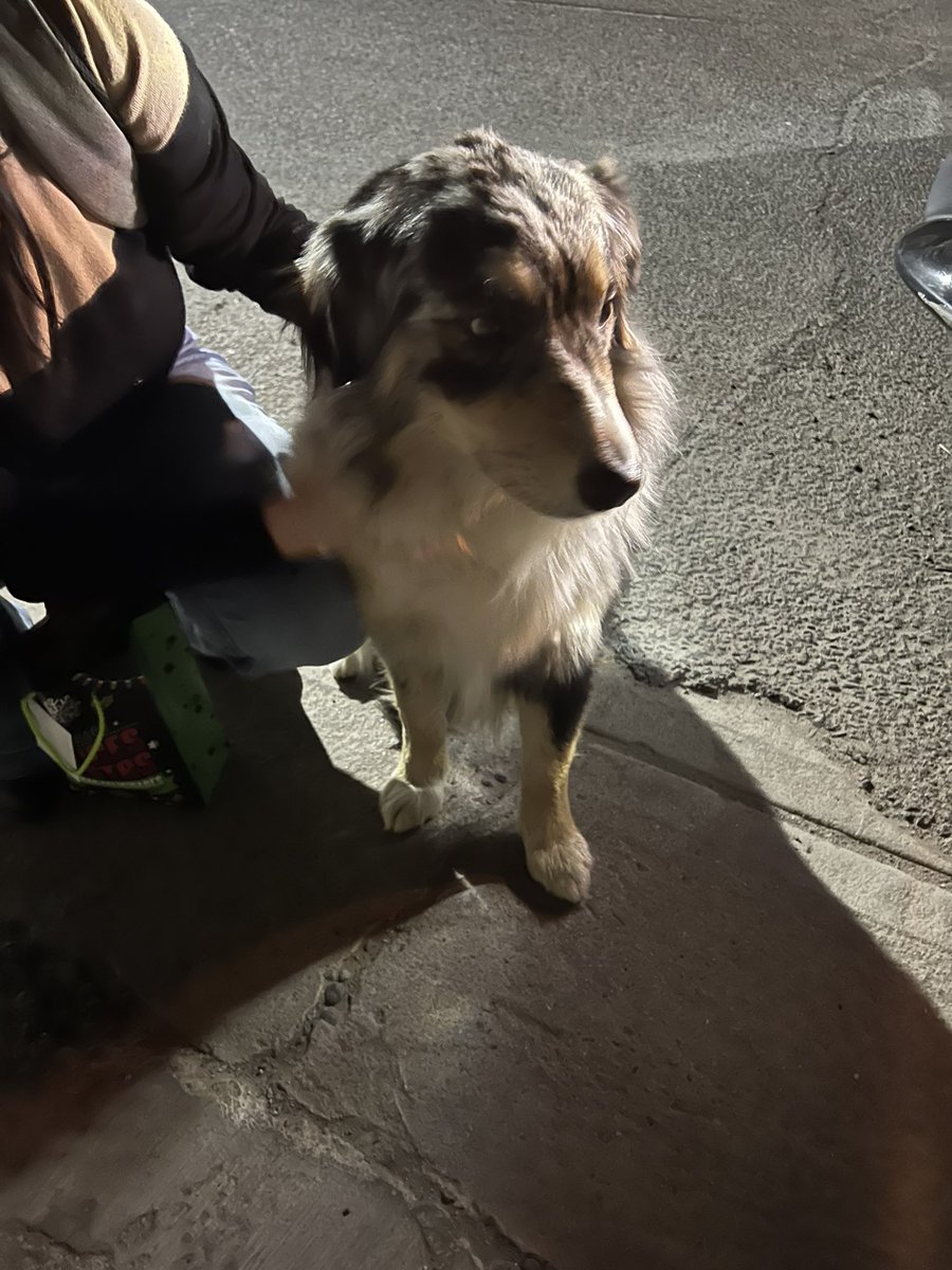danielfvillasr's tweet photo. Perdido en colonia Casa Blanca. Trae collar verde sin placa. @PatadePerroSon @elalbertomedina https://t.co/FiM2yPEKJJ