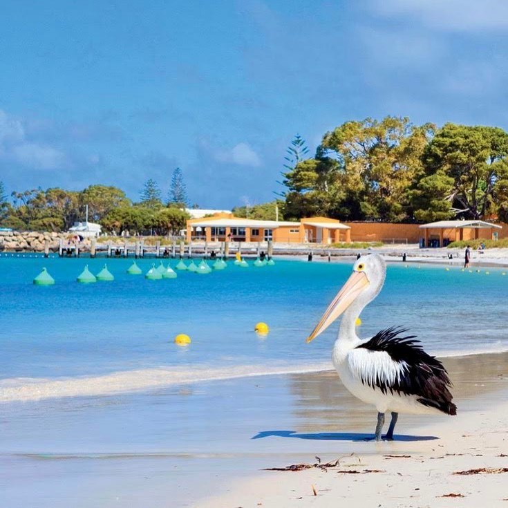 A pocket of paradise, just waiting for your visit! 🌴 Sea breezes, snorkeling, surfing & sunshine…just a few of the things to look forward to when you next visit Rottnest Island. Learn more & plan your trip via the link below! destinationperth.com.au/region/what-do… 📷 Hello Perth #seeperth