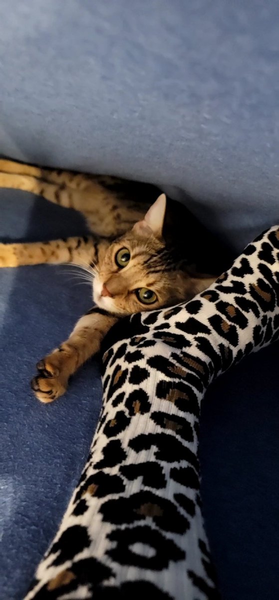 Stonz_camp's tweet photo. Meownight all π Den Time on this beautiful Christmas day π Hoping
everyone had an amazing day & was able to enjoy every moment!π Goodnight be safe & sleep well!
π»βπ»...
#CatsOfTwitter #cats #bengalcat #meowpositive2021 #Christmas
#CatsofChristmas #holidayseason https://t.co/wCCAE9PHzW