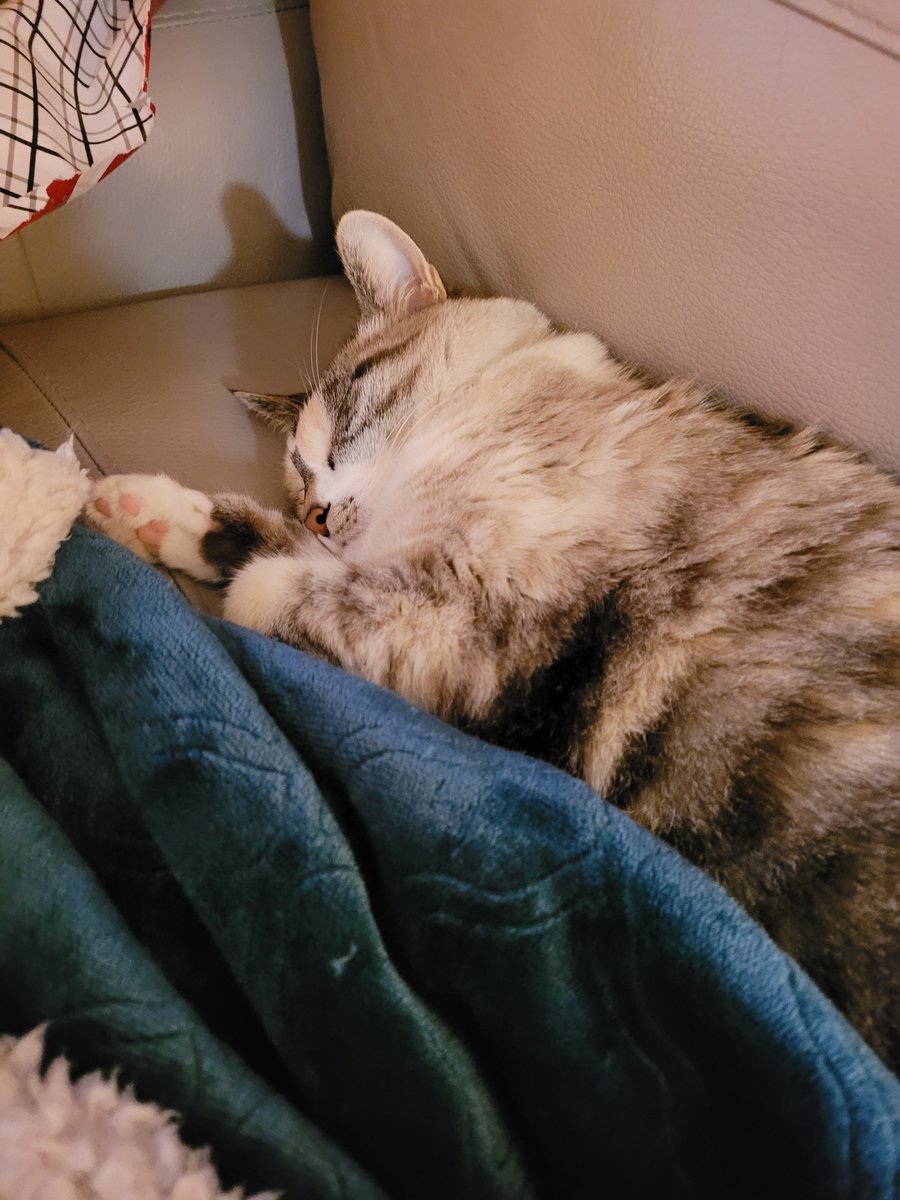 my favourite thing about Christmas every year is that no one is ever more tuckered out from Christmas cheer than Audrey