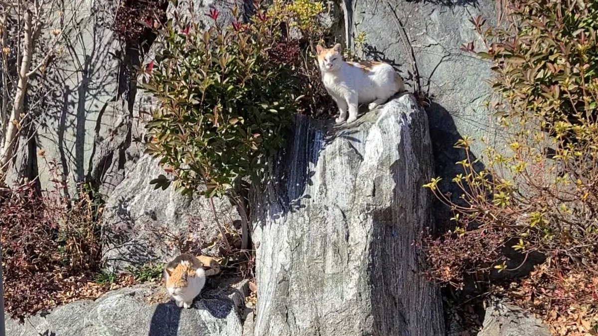 It is very cold. They are so cute.