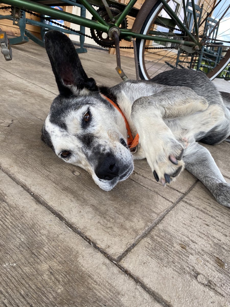 ethanbgoofy's tweet photo. Went to doggie heaven a year ago today, so why not have an Oreo appreciation post ! https://t.co/VTehWDOZAH