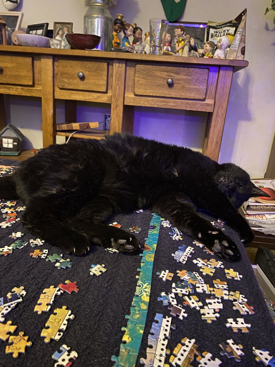 peachy__king's tweet photo. a cat on christmas https://t.co/A5yaeJOQzR