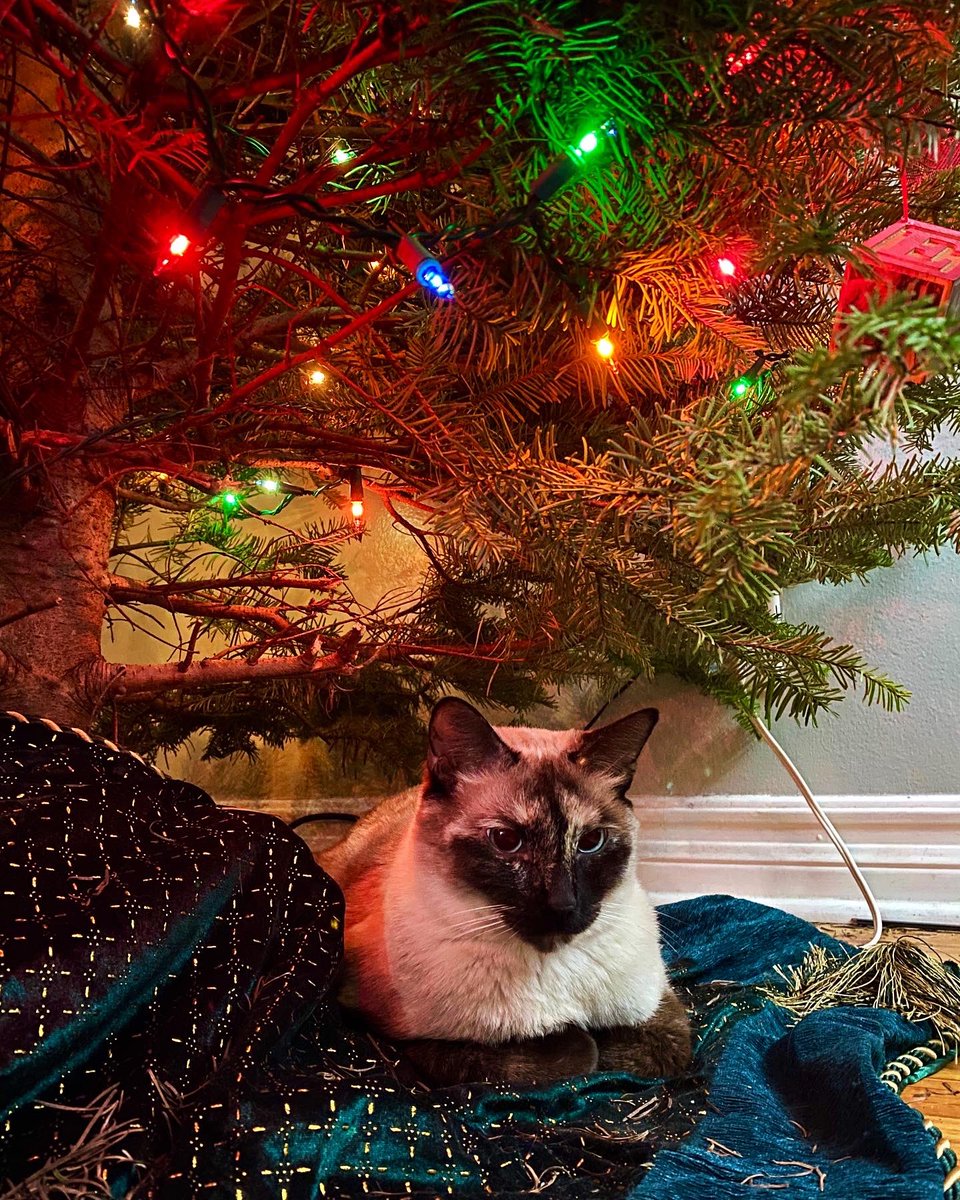 La_Pocha's tweet photo. CHRISTMAS CATURDAY: Pili & Pina brought the holiday cheer. We’re grateful for family, friends, & cozy movie marathons.🎄 Happy HoliDaze! 🎅🏽
#Christmas #ChristmasTree #Cats #Siamese #SiameseCat #Navidad #Pocha #Pocho #Acamonchi #MidCentury #Brunswick #BentWoodChair #FotosPochas https://t.co/aPU7ubDAuZ
