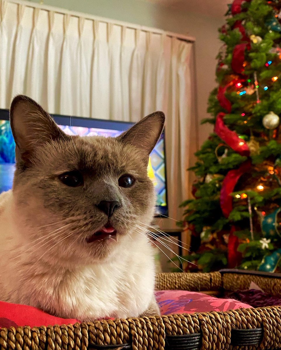 La_Pocha's tweet photo. CHRISTMAS CATURDAY: Pili & Pina brought the holiday cheer. We’re grateful for family, friends, & cozy movie marathons.🎄 Happy HoliDaze! 🎅🏽
#Christmas #ChristmasTree #Cats #Siamese #SiameseCat #Navidad #Pocha #Pocho #Acamonchi #MidCentury #Brunswick #BentWoodChair #FotosPochas https://t.co/aPU7ubDAuZ