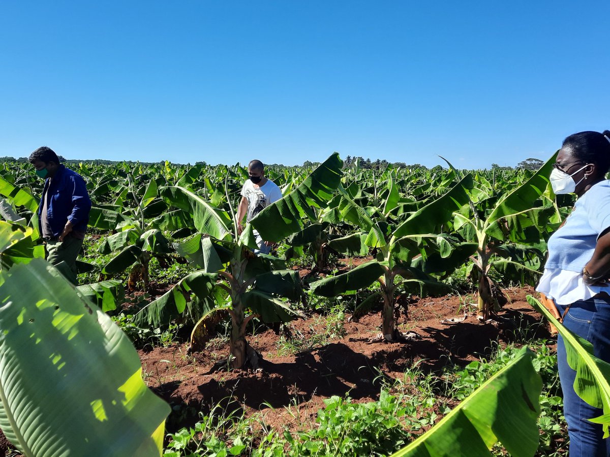 YaninaDelaNuez3's tweet photo. Mañana de recorrido por áreas de la Empresa Agropecuaria de Melena ñ, constatando el avance de la #papa así como el intercalamiento en cultivos de plátano con frijoles y de guayaba con col. #Mayabequ, #ProduccionDeAlimentos, #CubaViveYRenace @PartidoPCC https://t.co/X48WP3XnWj