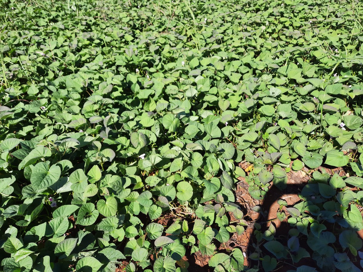 YaninaDelaNuez3's tweet photo. Mañana de recorrido por áreas de la Empresa Agropecuaria de Melena ñ, constatando el avance de la #papa así como el intercalamiento en cultivos de plátano con frijoles y de guayaba con col. #Mayabequ, #ProduccionDeAlimentos, #CubaViveYRenace @PartidoPCC https://t.co/X48WP3XnWj