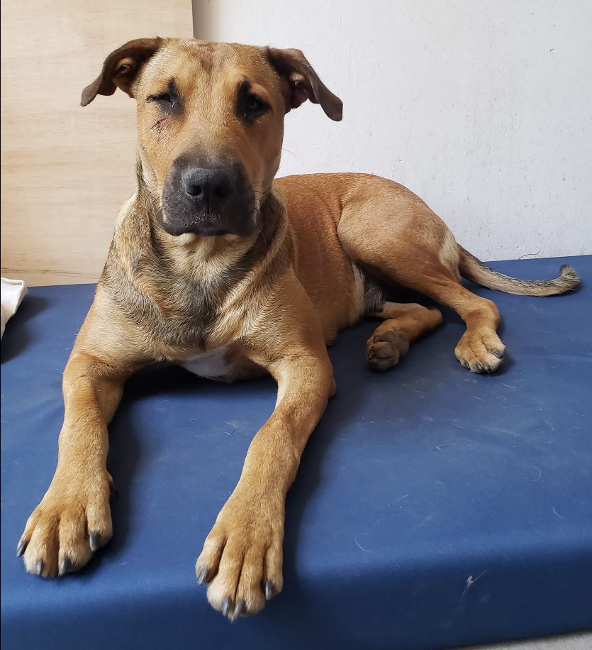 Perro perdido desaparecido altura Enrique Milla Ochoa, Los Olivos #Lima #Peru #Olivos Se busca a sus dueños facebook.com/ingridjul/post…