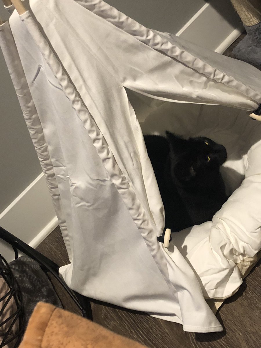 bornahousekat's tweet photo. @ReporterAmber This is my cat Finn and his Christmas present!! Hope next year is better for you ❤️ https://t.co/R9zizrZuTt
