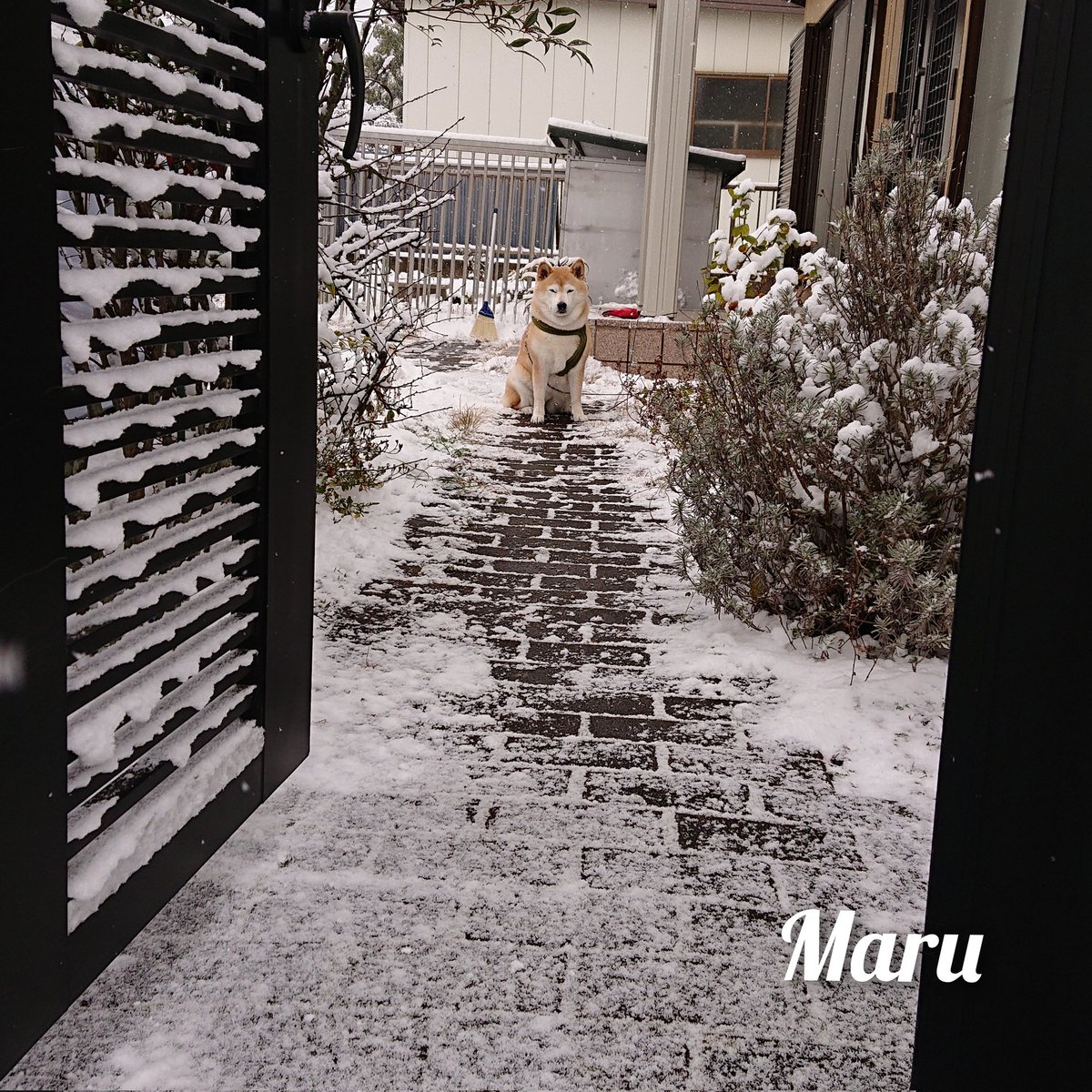mutuke403's tweet photo. 雪かきしてたの。
決して忘れてた訳ではないので怒らないで(^_^;) https://t.co/P2CGvxFGQW