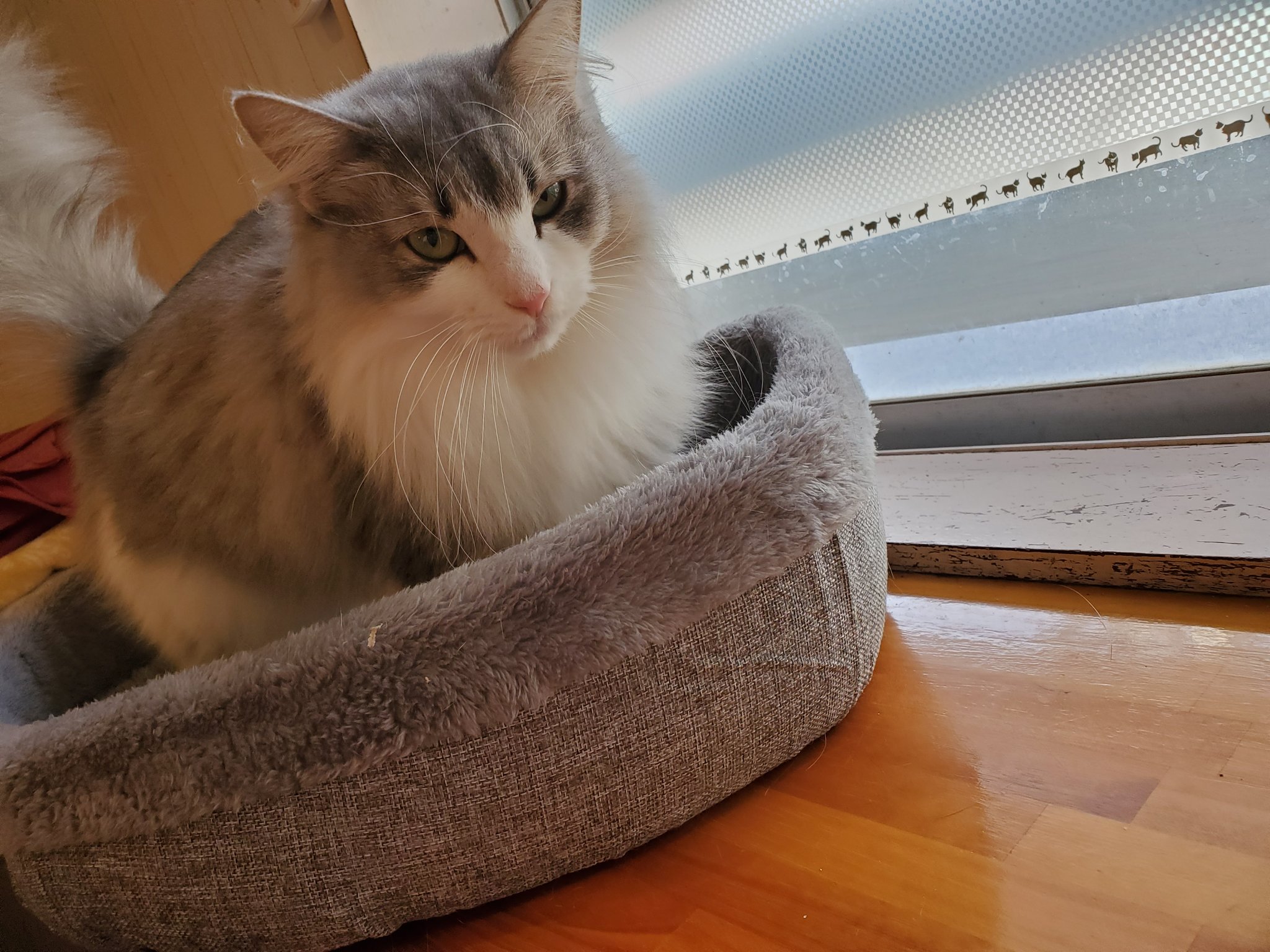 猫カフェtango Tango Twitter