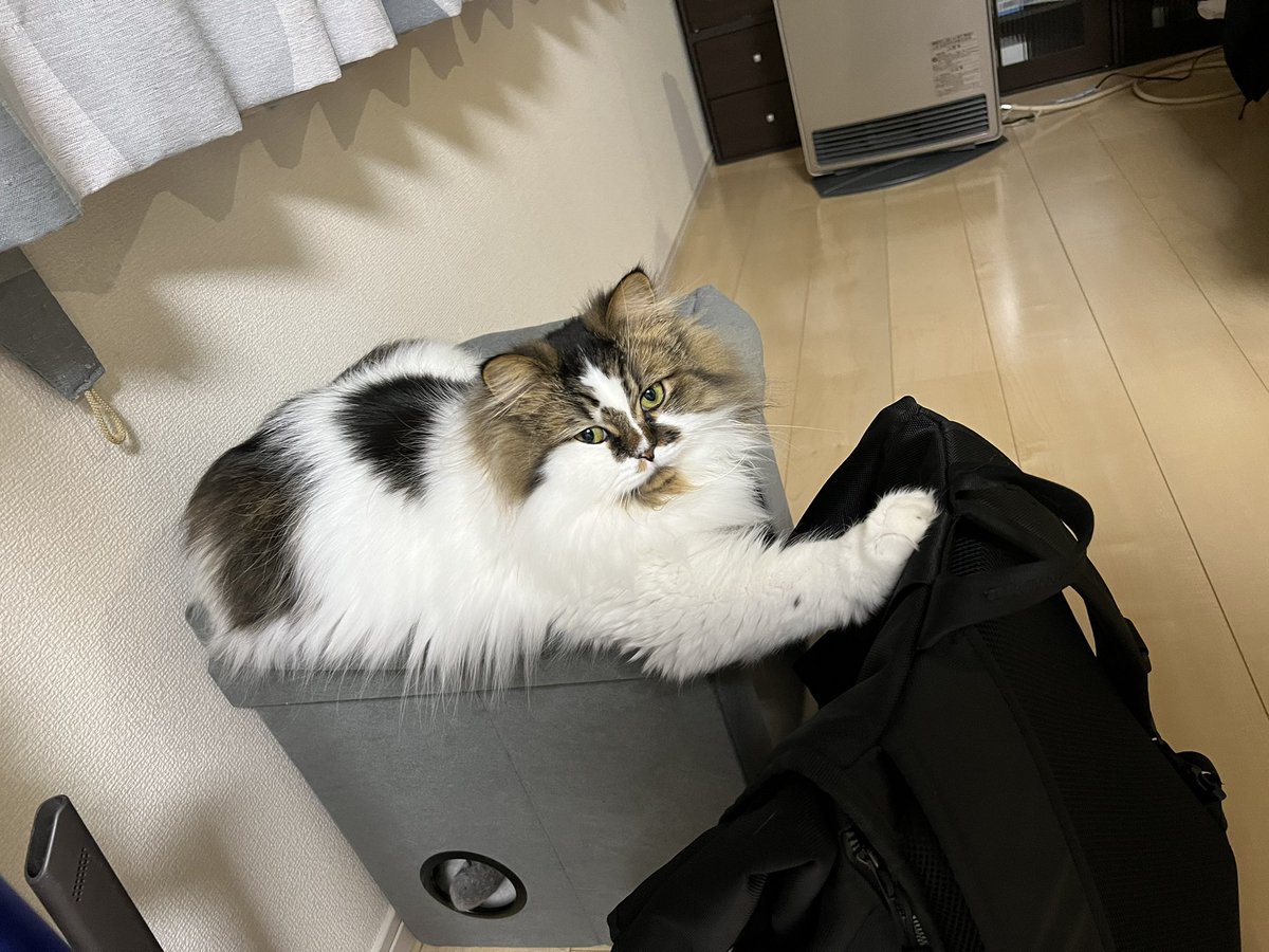 この手はなんだろう？ϵ( 'Θ' )϶