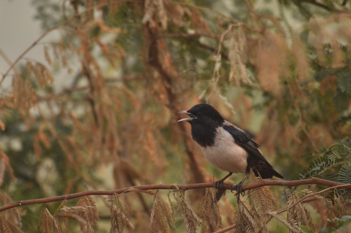 #Rosystarling #IndiAves #birdphotography #birding