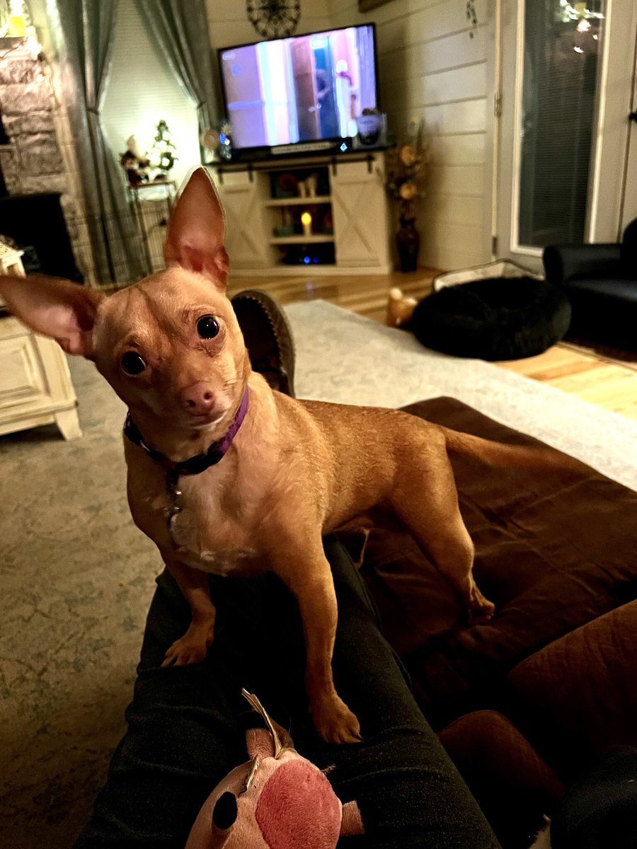 zoey_daisy's tweet photo. The look Daisy gives you when you come home smelling like another dog! #DaisyGrace #WhatTheHellMom #chiweenie #adoptdontshop #rescuedog #dogsoftwitter #dogs #puppylove #Dog https://t.co/rX09xUKI0d